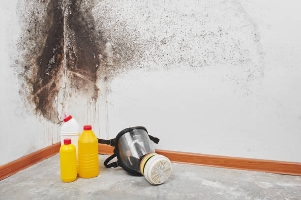 Best Local Mold Removal Service  in Lakemoor, IL