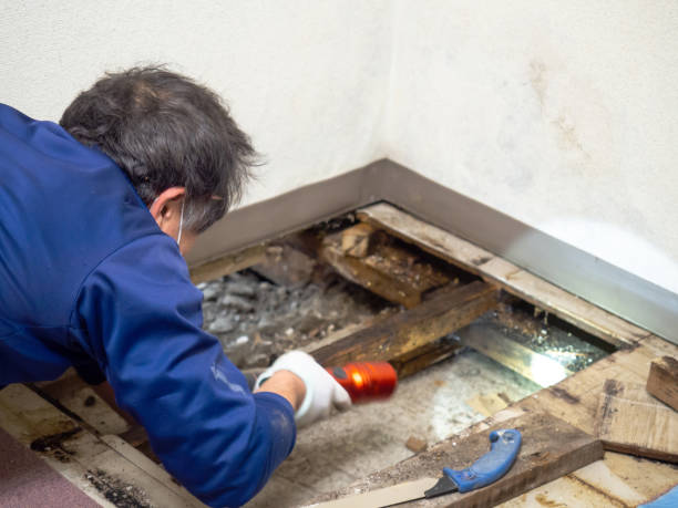 Best Fast Mold Removal  in Lakemoor, IL