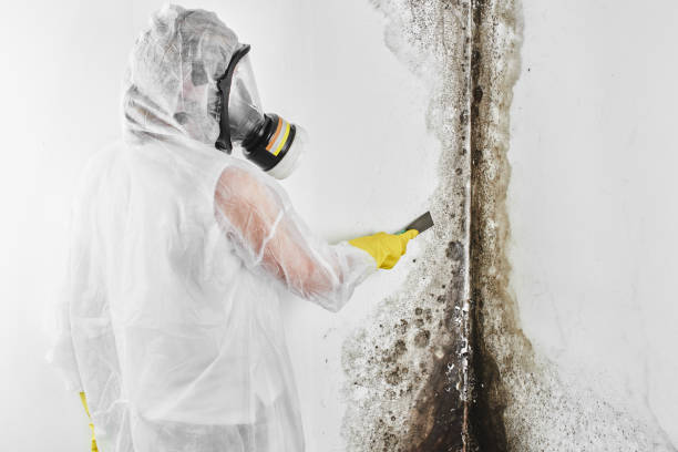 Trusted Lakemoor, IL Mold Removal Experts