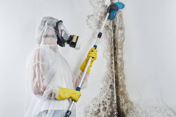 Best Attic Mold Removal  in Lakemoor, IL