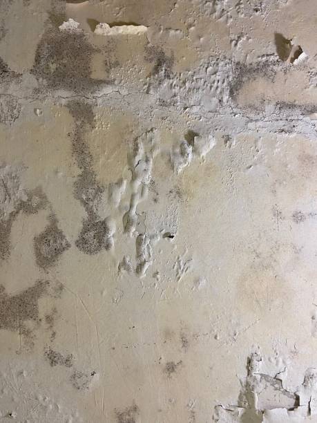 Best Crawl Space Mold Removal  in Lakemoor, IL