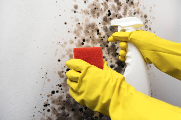 Best Mold Testing and Removal  in Lakemoor, IL
