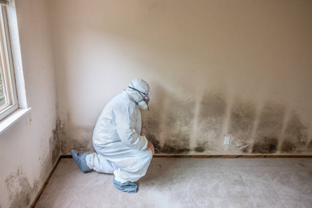 Mold Testing and Removal in Lakemoor, IL