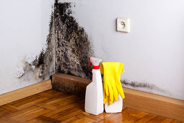 Best Mold Damage Repair  in Lakemoor, IL