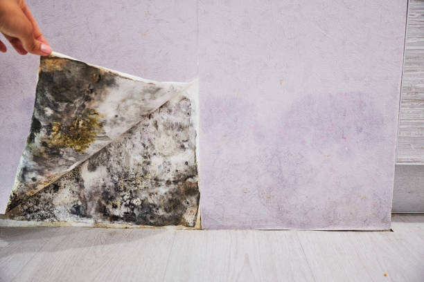Best Same-Day Mold Removal  in Lakemoor, IL